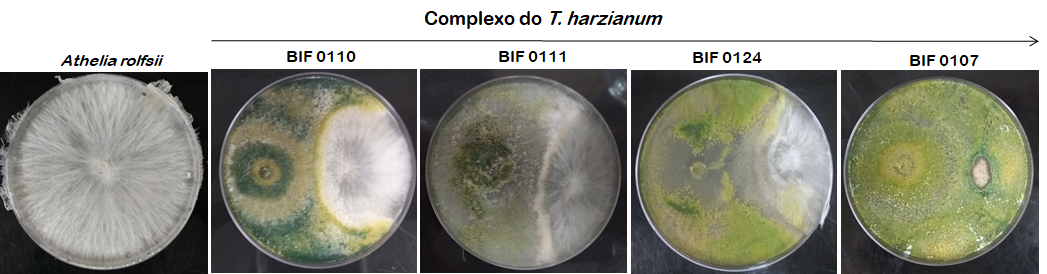 Trichoderma, complexo do T harzianum, Biota Innovations, controle biológico, Uberaba