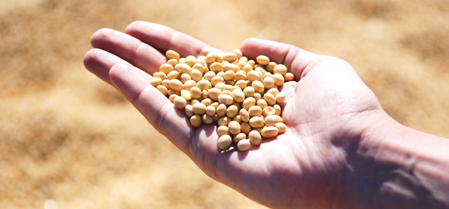 noticia tratamento biológico de sementes: um mercado bilionário da biota innovations uberaba mg